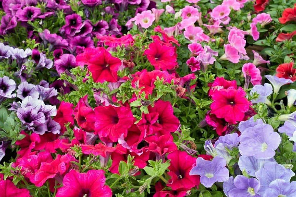 Petunia (flower Petunia hybrida Shock Wave Mix pelleted) for planting in garden